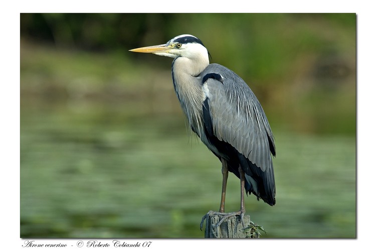 Airone cenerino - Ardea cinerea